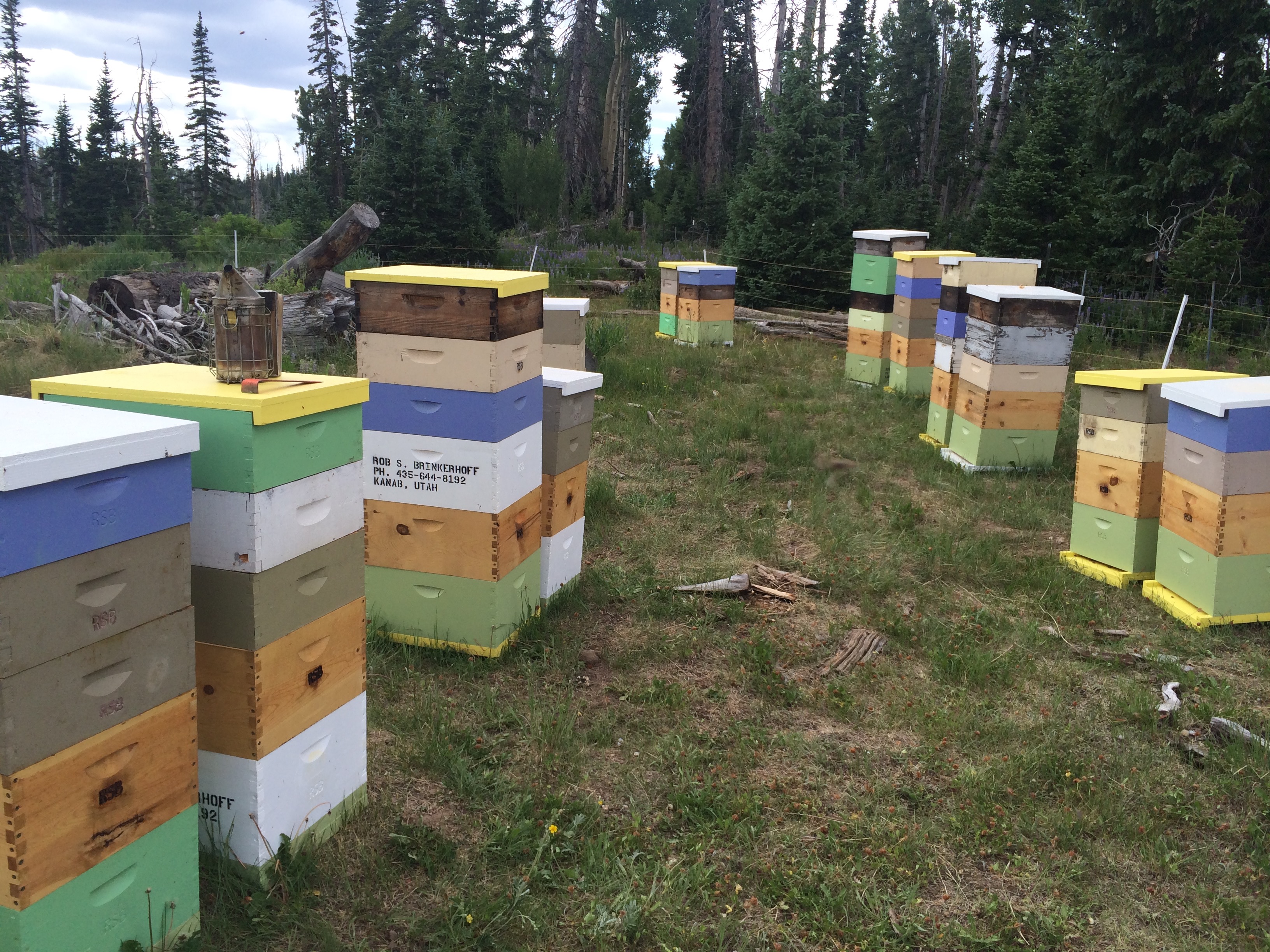 some hives